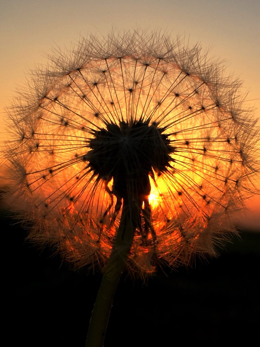 Unable to post my #seedheads for #wildflowerhour tonight … Will do some in the next few days ♥️