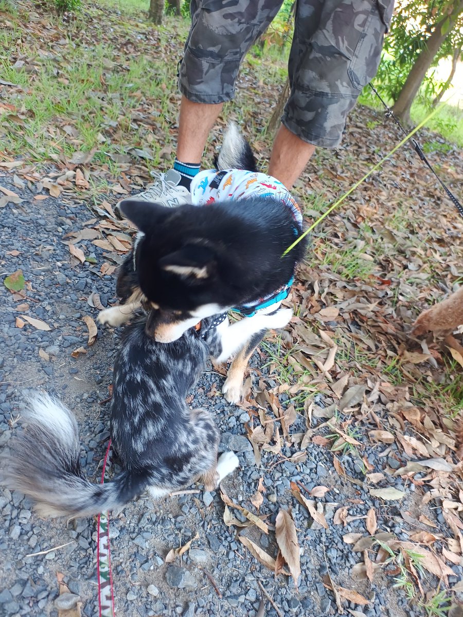 らんちゃんを連れて近くの公園に行くんだけど、会う犬たちの名前がかぶってることが多い。今のところ遭遇率ナンバー1はソラちゃん🐶