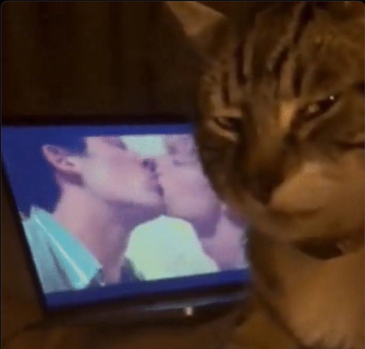 homophobic cat 💔💔 (who belongs to <a href="/Reneveave/">Reneveave</a>)

#pressure #sebastiansolace #ocxcanon #pressureoc #oc #pressureroblox