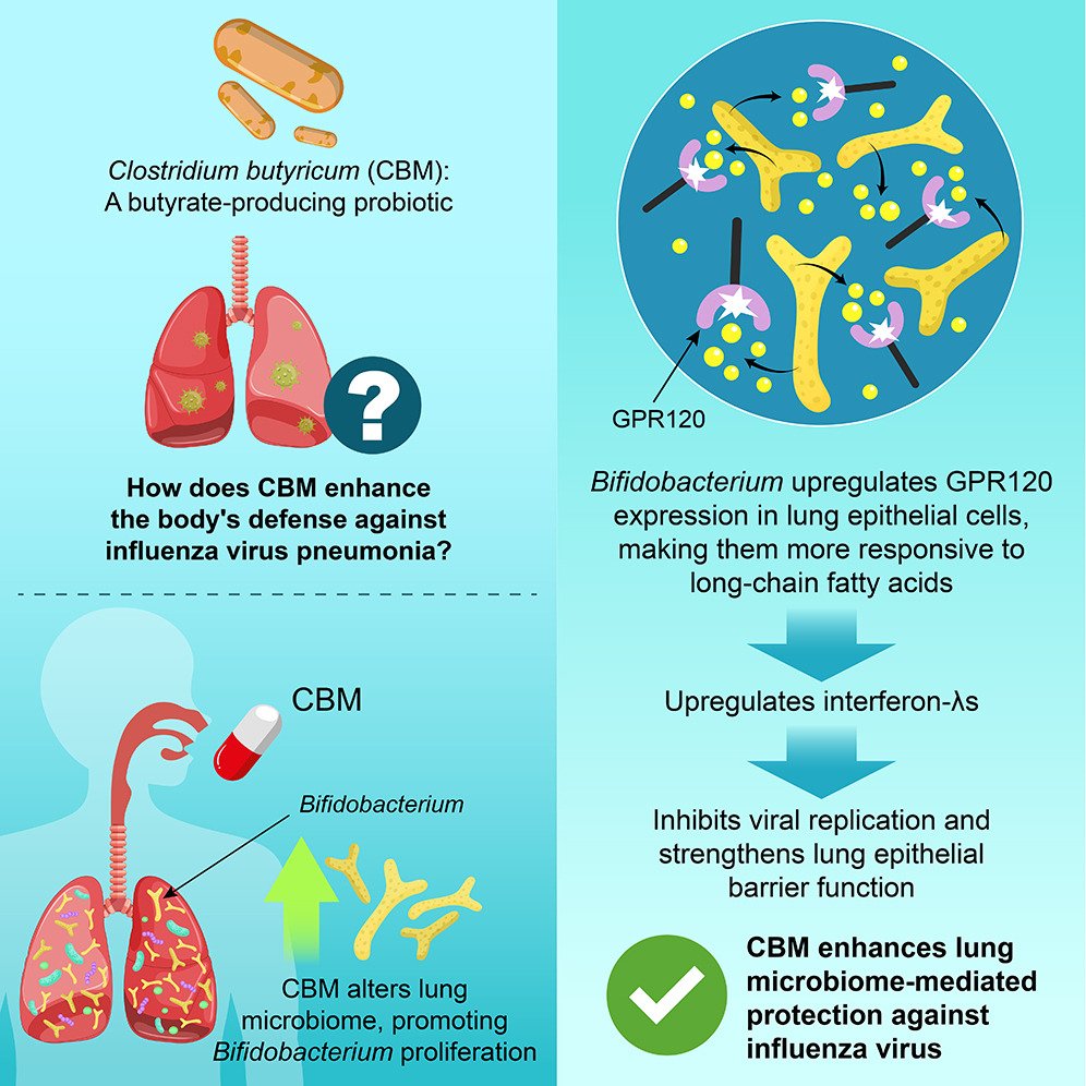 MicrobesInfect's tweet image. #Clostridium butyricum-altered lung microbiome is associated with enhanced anti-influenza effects via G-protein-coupled receptor120.

Butyrate-producing C. butyricum attenuates #influenza virus pneumonia.

cell.com/iscience/fullt… #OpenAccess