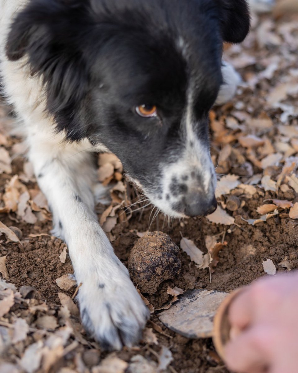 🍁 Se acerca el otoño… y con él, la magia de la trufa negra 🖤

Cada día que pasa, nos acercamos un poco más a esa época que tanto esperamos. La trufa negra de Aragón no es solo un producto: es cultura, paciencia, y amor por la tierra.

¿Ya estás contando los días? ¡Nosotros sí!