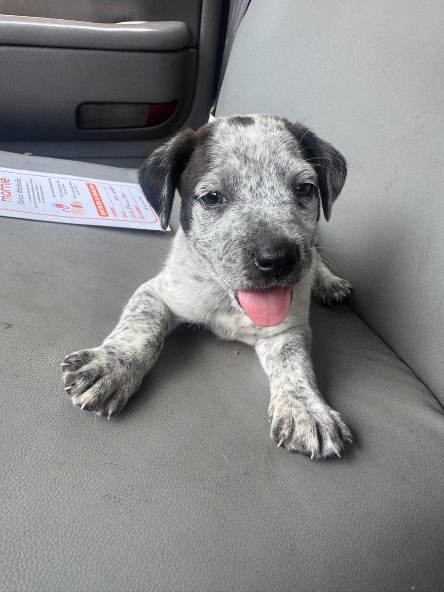 Quieles sel mi mamá o papá 💖
ponunperroentuvida@gmail.com 
5518443565