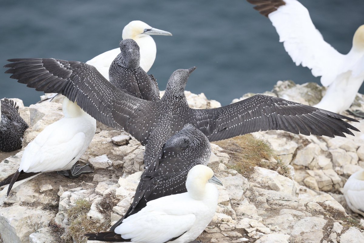 ScratchTrev's tweet image. At Bempton Cliffs RSPB on this #superSeabirdSunday still huge numbers of guga’s preparing to leave over the next six weeks!