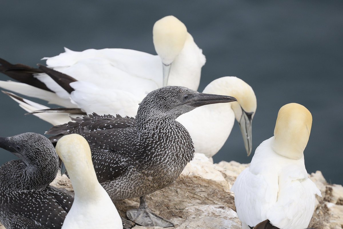 ScratchTrev's tweet image. At Bempton Cliffs RSPB on this #superSeabirdSunday still huge numbers of guga’s preparing to leave over the next six weeks!