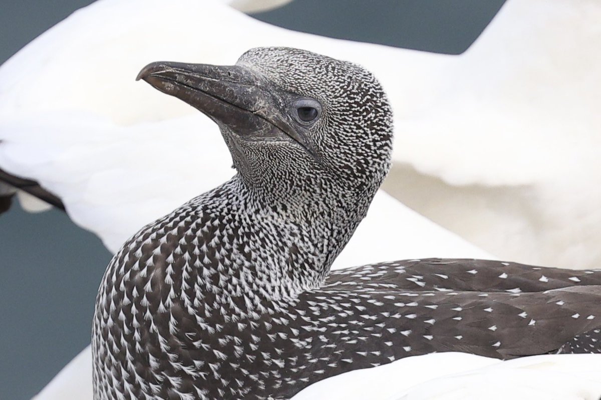 ScratchTrev's tweet image. At Bempton Cliffs RSPB on this #superSeabirdSunday still huge numbers of guga’s preparing to leave over the next six weeks!