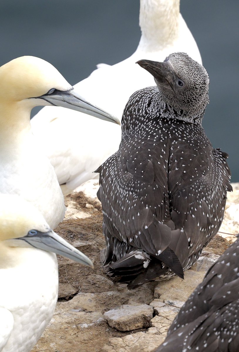 ScratchTrev's tweet image. At Bempton Cliffs RSPB on this #superSeabirdSunday still huge numbers of guga’s preparing to leave over the next six weeks!