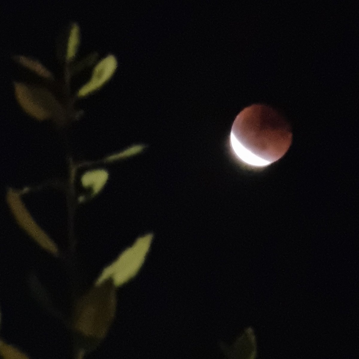 <a href="/IsidoraFernnd15/">Isidora Fernández Garcia</a> <a href="/MalaFama1981/">.               🌐</a> Ciao, Isidora. Grazie. 📸 Eclissi di luna adesso.