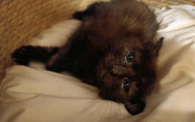 Kiedy je zabieraliśmy, trudno było uwierzyć, że jeszcze żyją…
Zaawansowany koci katar, oczka zalepione ropą, świerzbowiec wylewający się z uszu, pchły...
Zbieramy na leki, opiekę vet, jedzenie i żwirek...
🙏🙏🙏🙏