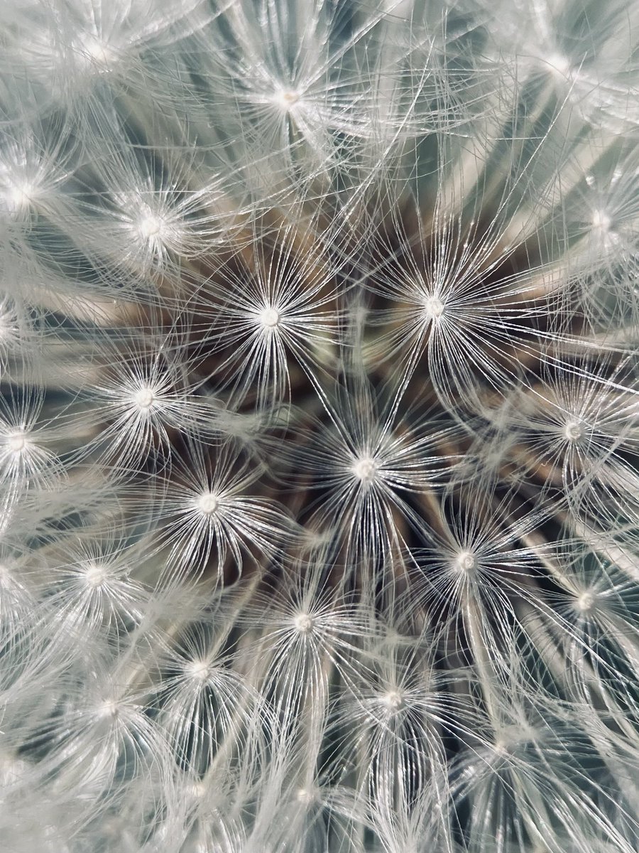 StevePa46290725's tweet image. Beautiful geometry for #wildflowerhour #SeedHeads @wildflower_hour