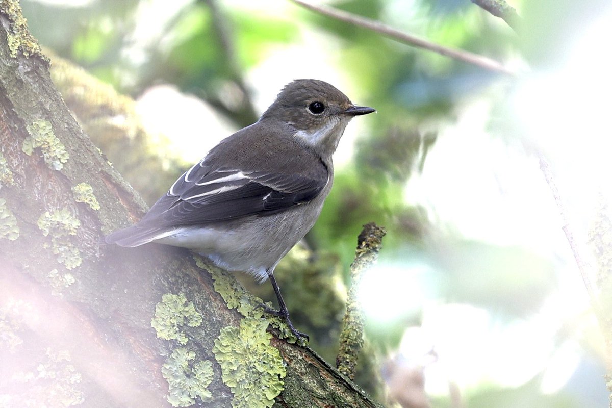ScratchTrev's tweet image. At RSPB Bempton Cliffs the autumn migration has started! Sprinkling of 5 Pied Flys, 2 Spotted, 8+ Whinchats, plenty Sylvia &amp;amp; leaf warblers, Yellow Wagtails and Common Rosefinch were highlights. Both scarce here, were singles of Willow Emerald and Small Red-eyed Damsels!