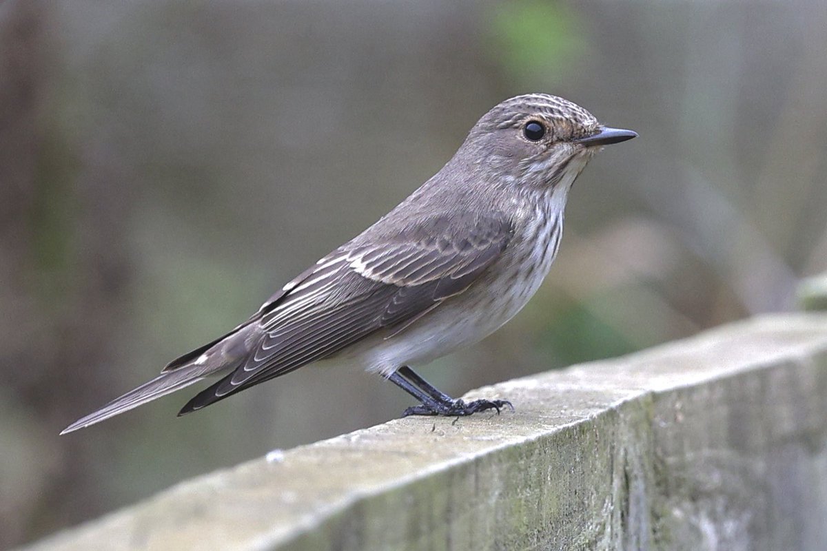 ScratchTrev's tweet image. At RSPB Bempton Cliffs the autumn migration has started! Sprinkling of 5 Pied Flys, 2 Spotted, 8+ Whinchats, plenty Sylvia &amp;amp; leaf warblers, Yellow Wagtails and Common Rosefinch were highlights. Both scarce here, were singles of Willow Emerald and Small Red-eyed Damsels!