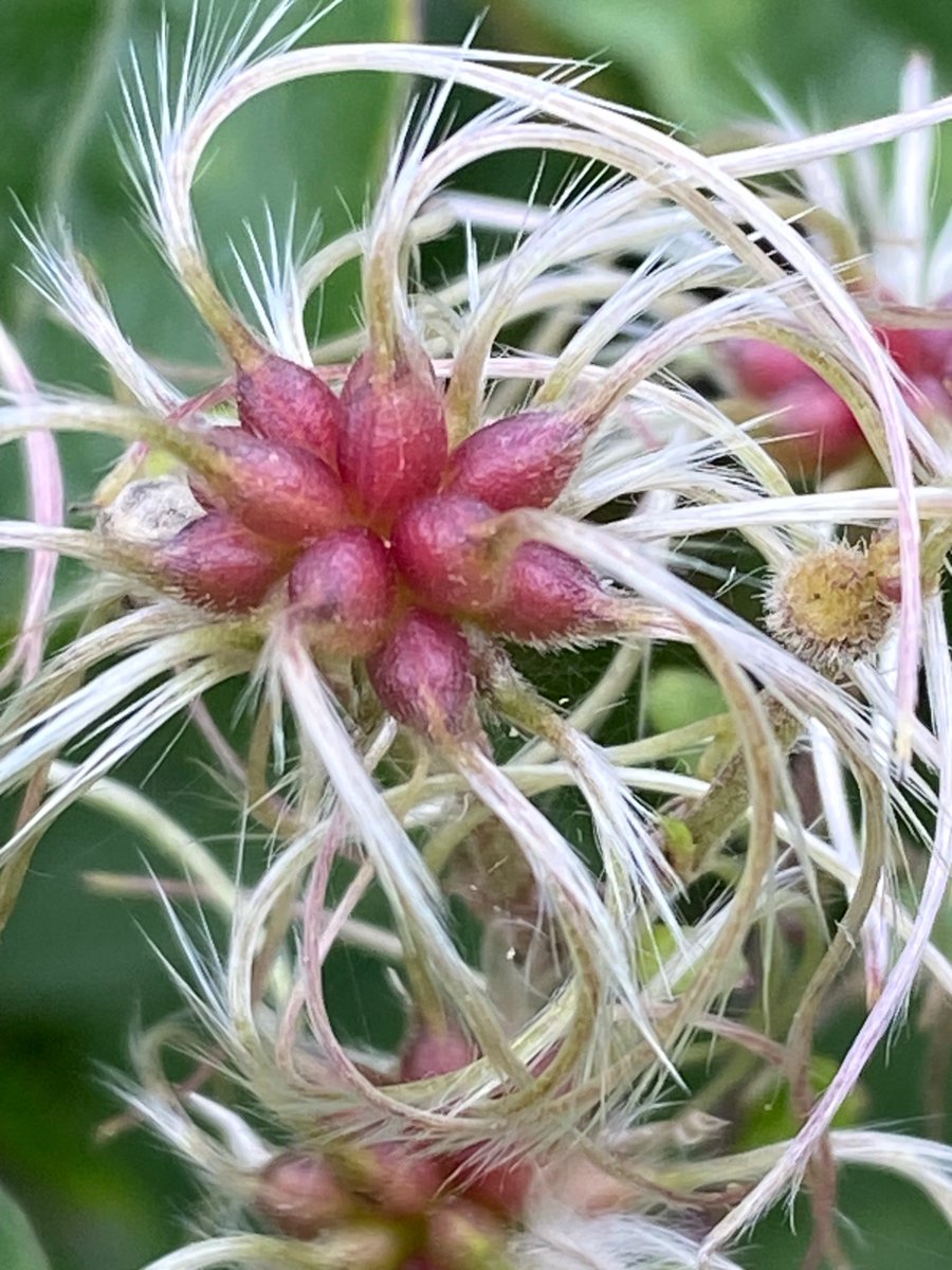 Michell27802876's tweet image. The wonderful #SeedHeads  of Travellers Joy. They’re so flamboyant! 

#WildflowerHour