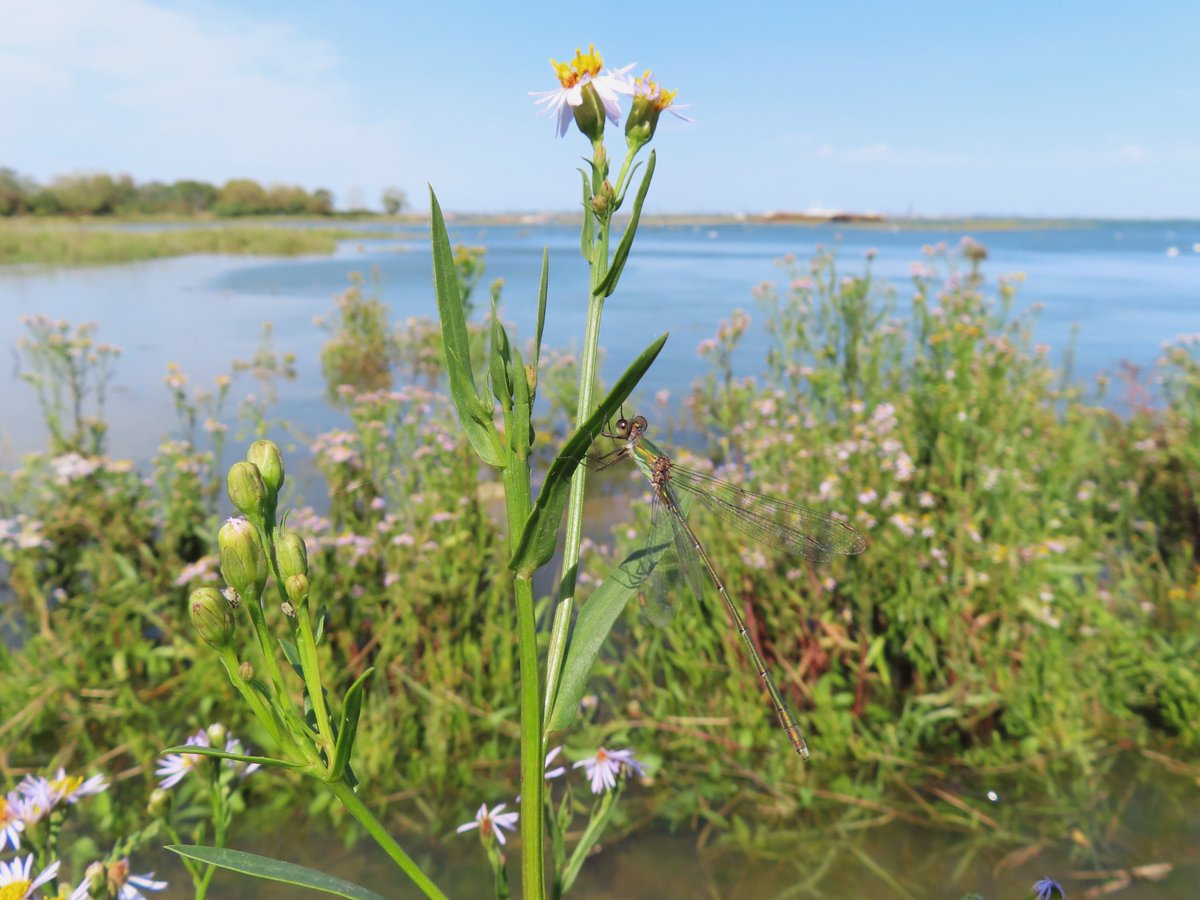 A lot of Sea Aster in flower on the Medway Estuary today, much of it partially submerged at high tide. A well camouflaged Willow Emerald hanging on in the wind.
#wildflowerhour