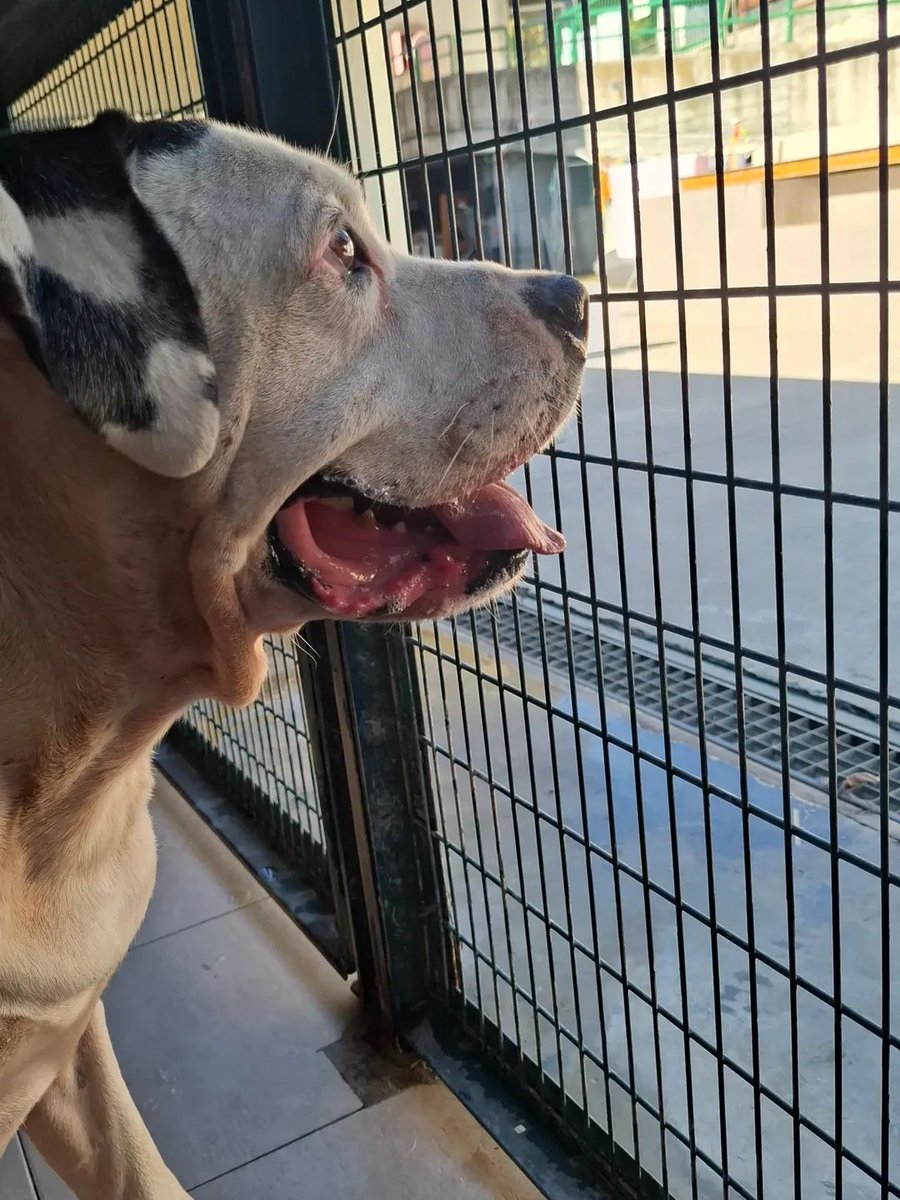 Canile di Savona, Si rientra in gabbia, si spengono le luci, si chiudono le porte e si aspetta un'altro giorno,un'altra famiglia un ' ALTRA OPPORTUNITÀ. 

Rollino cerca casa❤️🐶🏡#