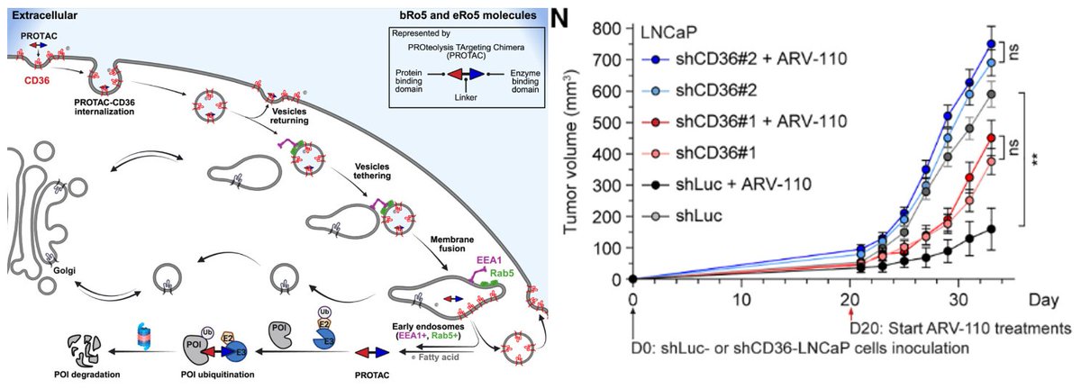 Amazing paper from April - CD36, a multi-functional fatty acid transporter, mediates cell uptake of PROTACs + other large "small" molecules via endocytosis. So many interesting implications for dev. of heterobifunctionals more broadly! I'm a naive biologist so perhaps... 1/n