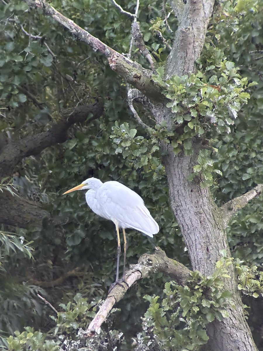 A “fall” of 6 Common Sandpipers at Castle Howard this evening, Great Egret still, an immature Shelduck and a Water Rail. Earlier in the week 2 Juvenile Spotted Flycatchers and probably my last Swift on the 4th <a href="/YorkBirding/">York Birding</a>