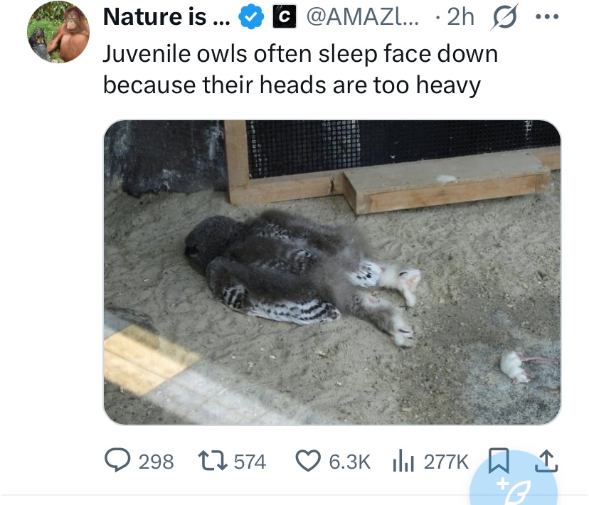 Briana Corrigan tweet media