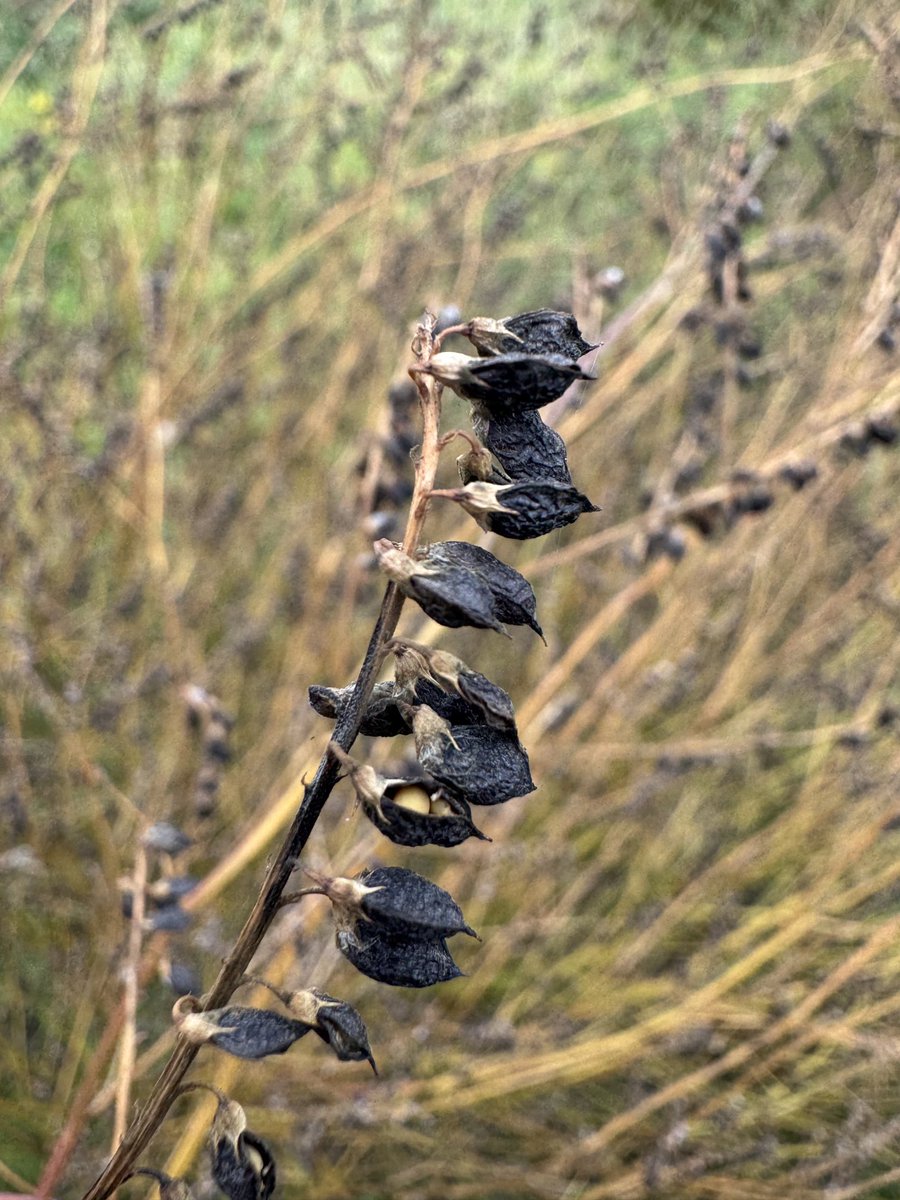 lancsgp's tweet image. These appear to be the #seedheads of Tall Melilot  #lancashire #wildflowerhour ⁦@BSBIbotany⁩