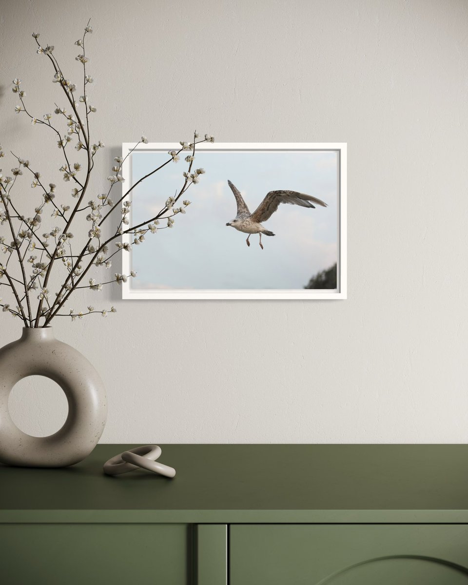 ANatureFrame's tweet photo. A close-up view of a gull’s first push into the open sky.
Displayed print details: 12x8 inch framed canvas
#ANatureFrame #wallart #nature #photography #summer #sea #art #apartmenttherapy #beach
#vacation #seagull
https://t.co/k2nahaAnAo https://t.co/UZTR14hZyz