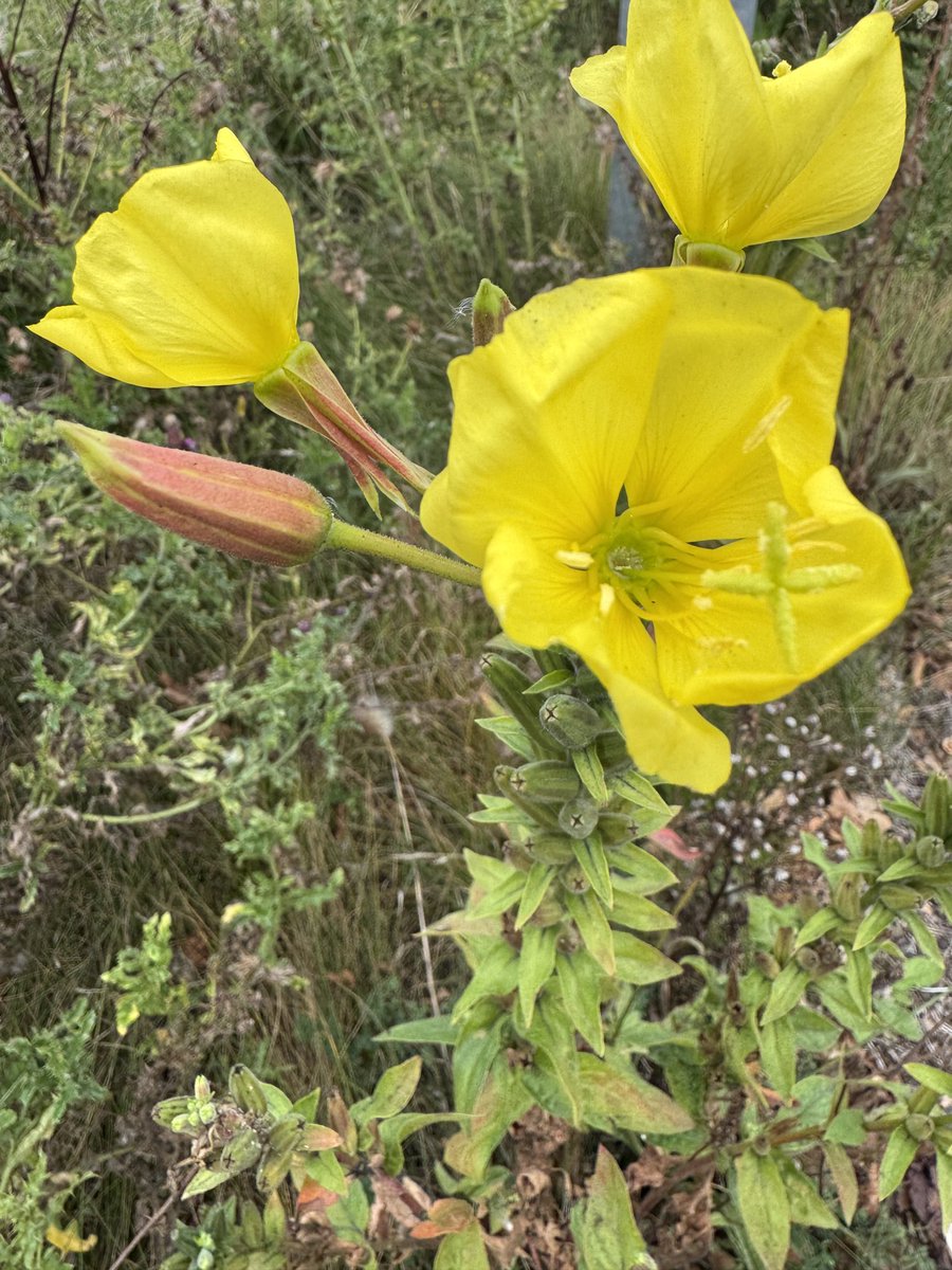 lancsgp's tweet image. Large-flowered Evening-primrose with #seedheads below #lancashire #wildflowerhour