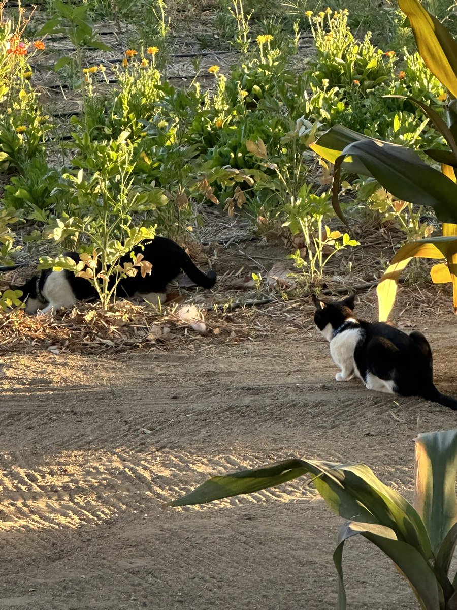 NotMisuses's tweet image. Ever Seen by beabadoobee