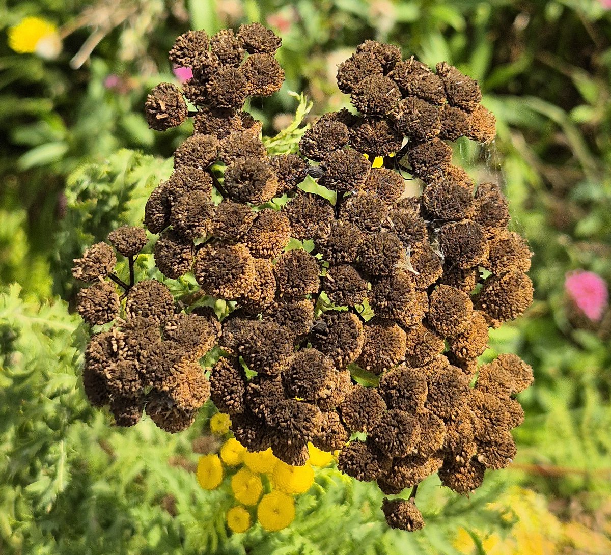 ThamesPathNT's tweet image. More Seedy Sunday photos from the #thamespath on the Barge Walk in Kingston today for #Seedheads Tansy, Dock, Willowherb and Hypericum #wildflowerhour