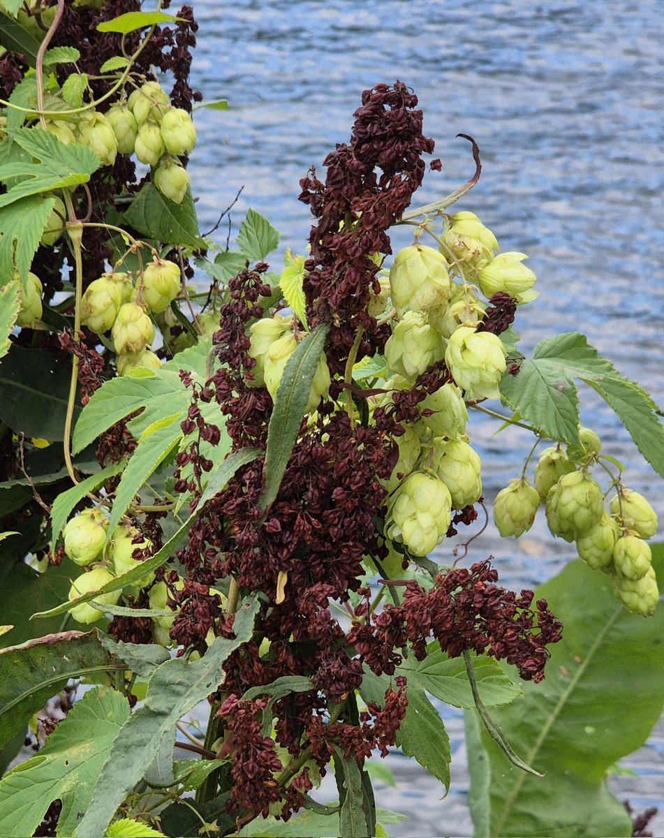 ThamesPathNT's tweet image. More Seedy Sunday photos from the #thamespath on the Barge Walk in Kingston today for #Seedheads Tansy, Dock, Willowherb and Hypericum #wildflowerhour