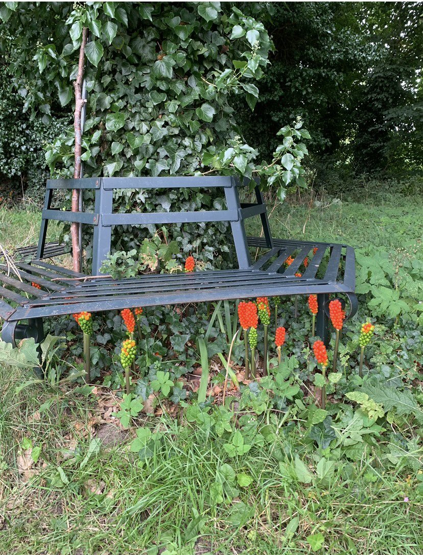 RussellB1ggs's tweet image. Careful where you sit 😫wouldn’t want one of them up my Ass 😂@wildflower_hour #SeedHeads