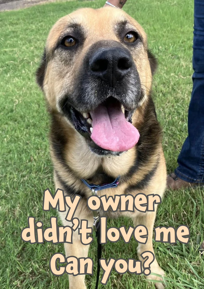 RoCoGB's tweet photo. 🆘DOBBY FACES IMMINENT DEATH
Age5 German Shep #A382563
So good natured & DOESN’T know his loyalty’s been BETRAYED by POS owner who’s given him up 2 DIE🤬💔
Now DOBBY’s BEWILDERED, SUBDUED
Beautiful sad face, his ears say “I’m SCARED”😭
DOBBY needs help #Pledge4 #Rescue
🏥Can anyone offer 2 SPONSOR heart worm care, 2 SAVE HIM🙏
Location:
Corpus Christi Animal Care Shelter
2626 Holly Road
Corpus Christi
TX US 78415
ccacsrescues@cctexas.com
361-826-4630
Include Name & ID
Out-of-State adopters need to contact me!
The shelter DOES NOT accept #pledges
Plz make your pledge HERE in this post
If a rescue organisation saves a dog. The rescue will receive pledges to help towards caring for the dog.