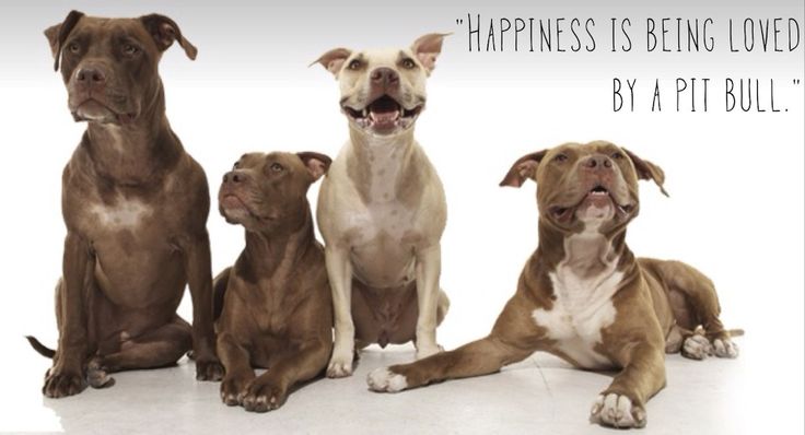 Pit Bulls Against Discrimination (@pitbullsad) on Twitter photo 