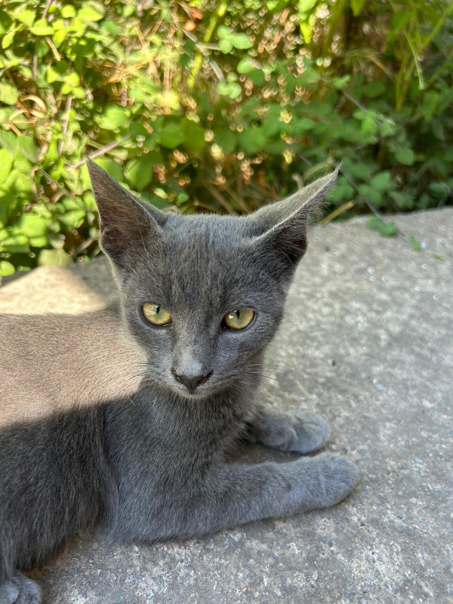 çok sefil durumda arkadaşlar. evden atıldığı için sokakta sudan çıkmış balık gibi sağa sola koşup duruyor. diğer kedilerde arasına almıyor onlardan kaçarken ezilecek diye çok korkuyorum. çok ürkek daha minicik. yok mu onu bu sokak cehenneminden kurtaracak bir melek?🥺 #istanbul