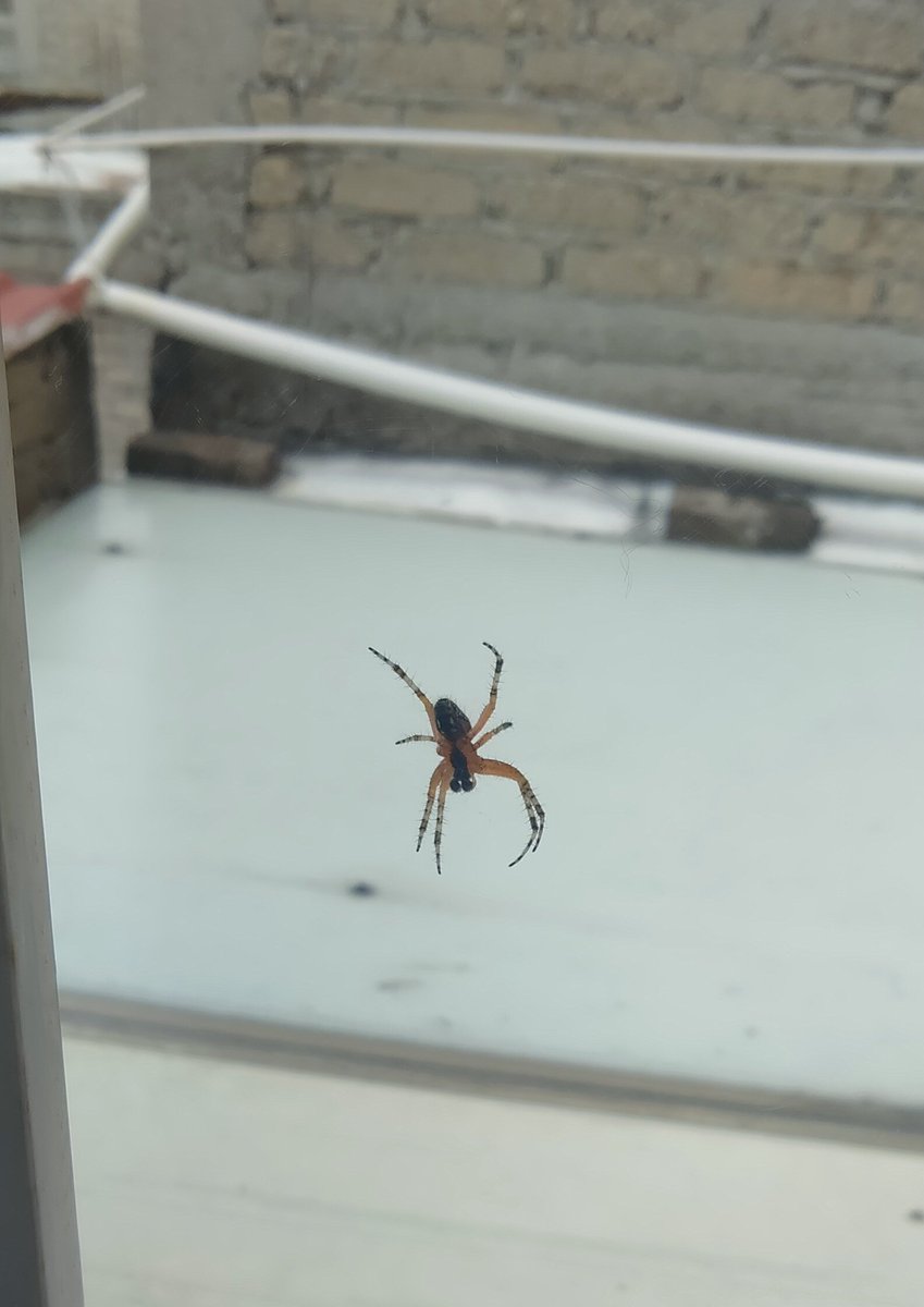 YoSoyPandaMikee's tweet photo. Hola @Arachno_Cosas está araña se encontraba en una de nuestras ventanas, solo la quite y se fue hacia la pared... Es de importancia médica ?? https://t.co/hEfTq3QTiu