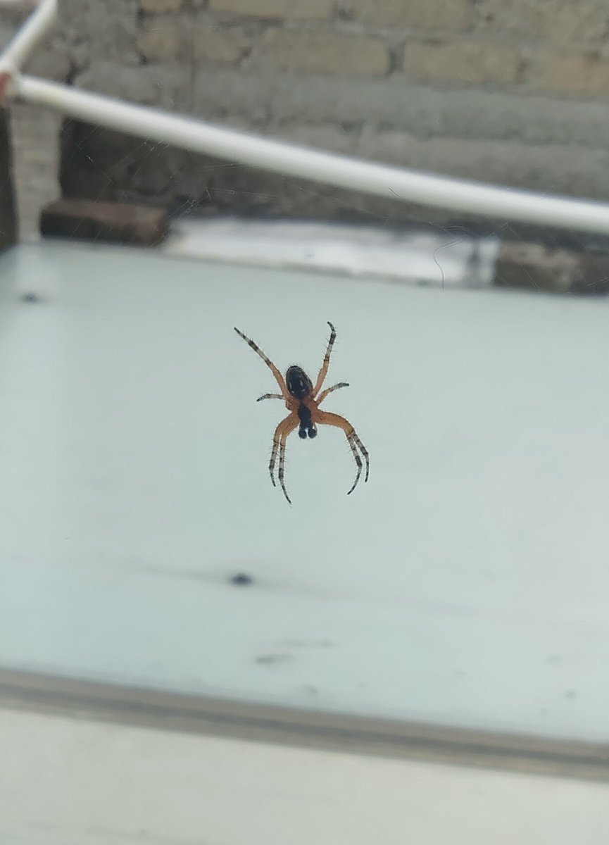 YoSoyPandaMikee's tweet photo. Hola @Arachno_Cosas está araña se encontraba en una de nuestras ventanas, solo la quite y se fue hacia la pared... Es de importancia médica ?? https://t.co/hEfTq3QTiu