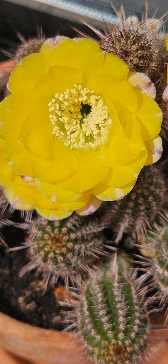 La confianza, y nada más que la confianza, puede conducirnos al amor #sanjuandedios #sjdreflexión ##humanización