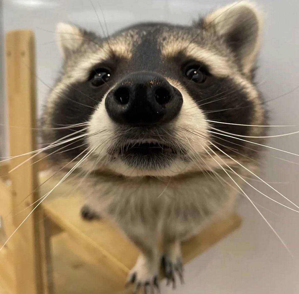 Why you should have a Raccoon tweet media
