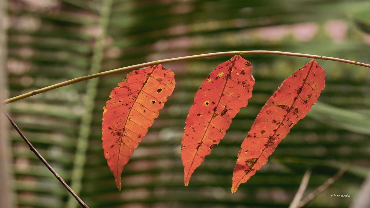 2Mmiranda's tweet photo. Colores de naturaleza 🍂 https://t.co/FBzVfVn6tb