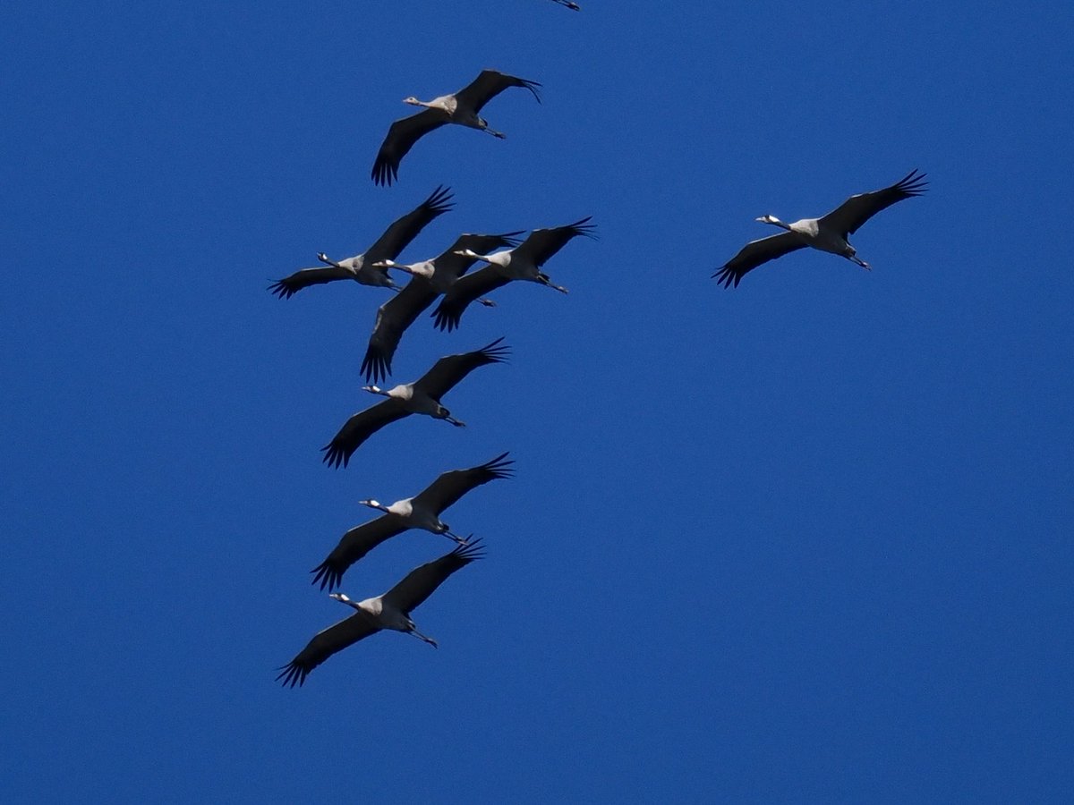 Rob Rackliffe (@robrackliffe) on Twitter photo Today we enjoyed the wonderful sight of Common Cranes migrating south over open Swedish farmland. We watched with three local Swedish birders as 269 Cranes honked as they flew over our heads! With <a href="/a1virginia/">Virginia Fairchild</a> <a href="/GaryGstraw1/">Gary Stewart</a> Today we enjoyed the wonderful sight of Common Cranes migrating south over open Swedish farmland. We watched with three local Swedish birders as 269 Cranes honked as they flew over our heads! With <a href="/a1virginia/">Virginia Fairchild</a> <a href="/GaryGstraw1/">Gary Stewart</a>