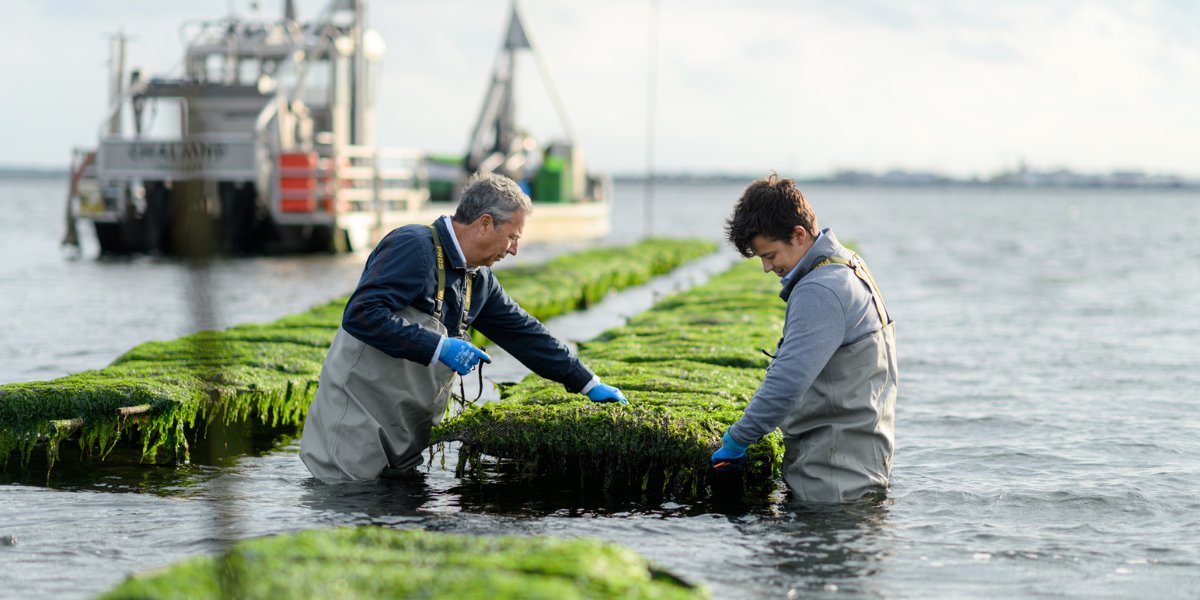 teamagronl's tweet photo. Het verhaal vd Zeeuwse #oester
Oesters, hou jij ervan of niet? 😋🤢
Maar wat maakt nou een goede oester en waar komen ze vandaan? Wij zochten naar het verhaal achter de parel uit eigen wateren en kwamen zo in contact met een gepassioneerde oesterkweker:
https://t.co/ajoiovaHX8 https://t.co/7I4rSLoCzt
