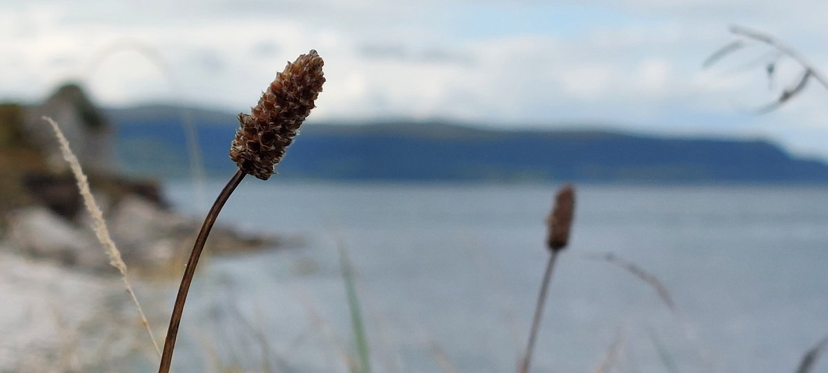 Augusta Lees (@augustalees) on Twitter photo I should have checked earlier in the week for the #seedhead challenge but I found this among the pictures of my Northern Irish adventures.
A plantain going to seed. Possibly Ribwort Plantain (Plantago lanceolata) #wildflowerId
#wildflowerhour <a href="/wildflower_hour/">wildflowerhour</a> <a href="/BSBIbotany/">BSBI: Botanical Society of Britain & Ireland</a> I should have checked earlier in the week for the #seedhead challenge but I found this among the pictures of my Northern Irish adventures.
A plantain going to seed. Possibly Ribwort Plantain (Plantago lanceolata) #wildflowerId
#wildflowerhour <a href="/wildflower_hour/">wildflowerhour</a> <a href="/BSBIbotany/">BSBI: Botanical Society of Britain & Ireland</a>
