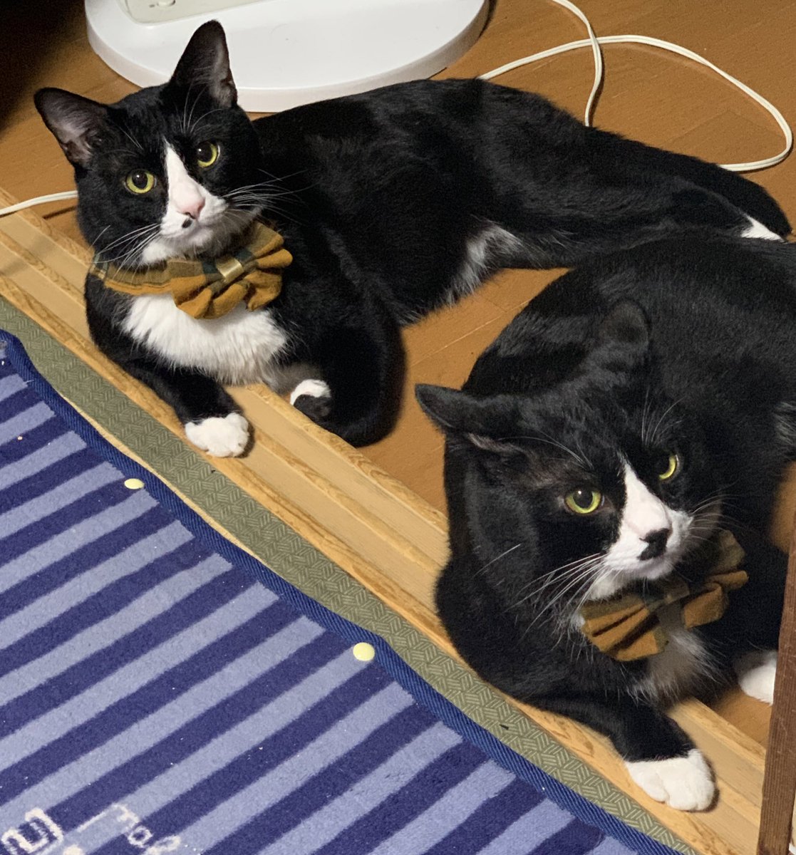 25.N2 タキシードにゃんこ 25.N2 タキシードにゃんこ