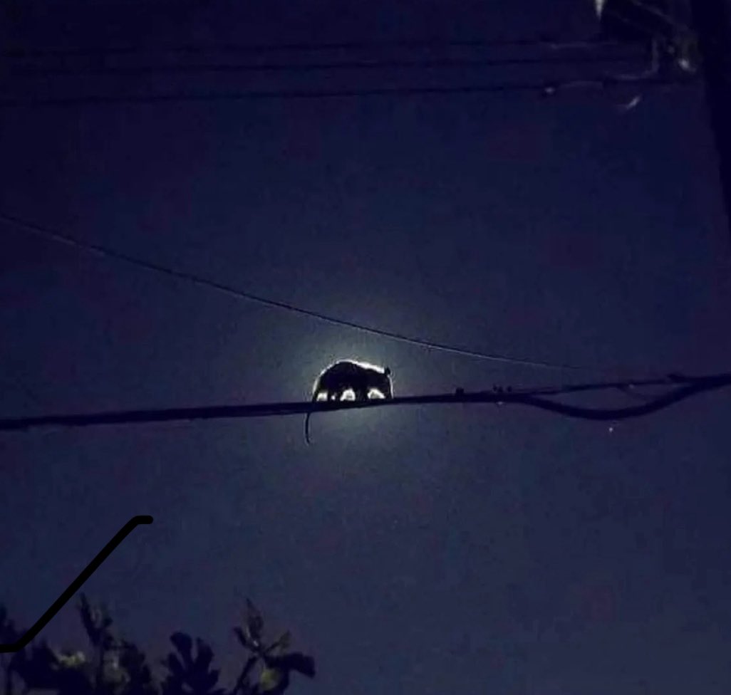 Низовный Младший Ученик (@jokesheh) on Twitter photo 