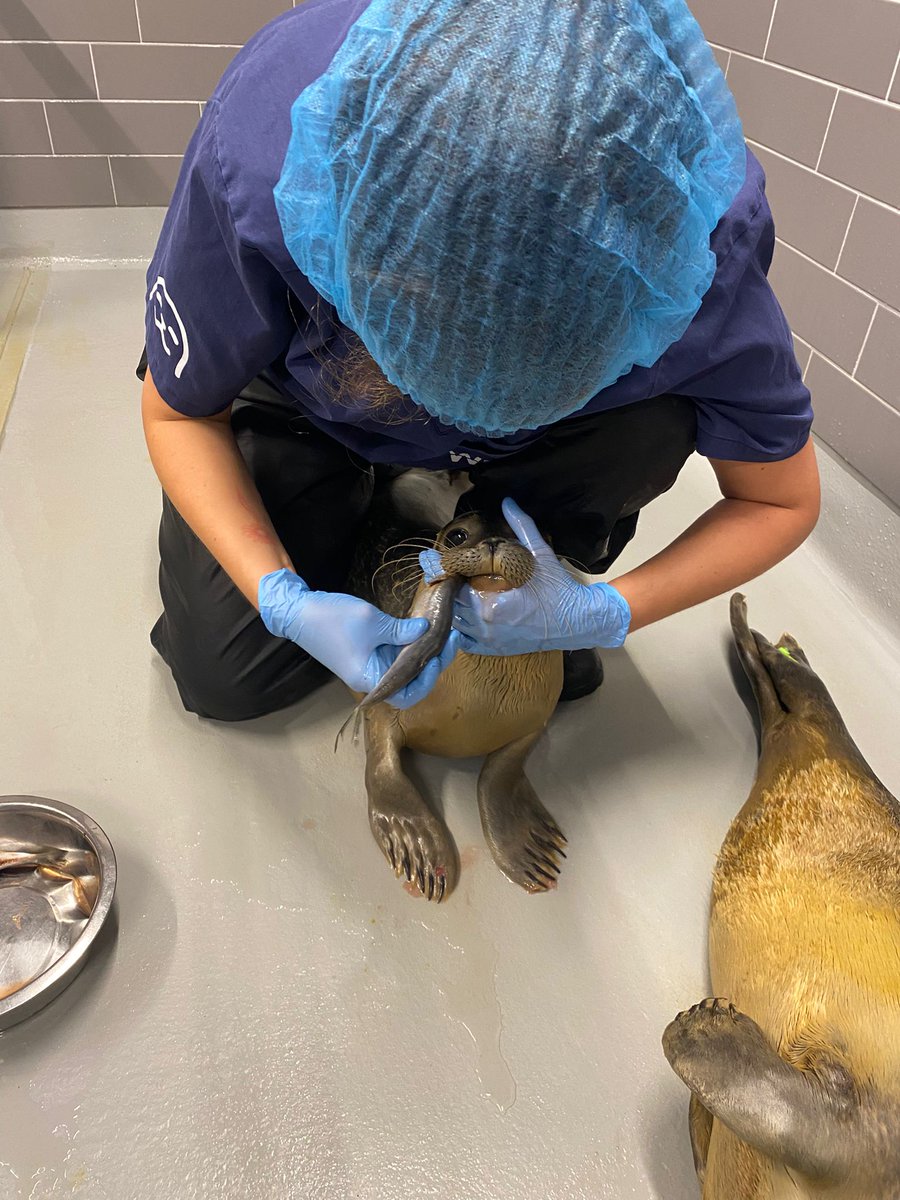 PankaSealNurse's tweet image. Nunki swallows fish like a maniac🤪

#アザラシ幼稚園
#WEC