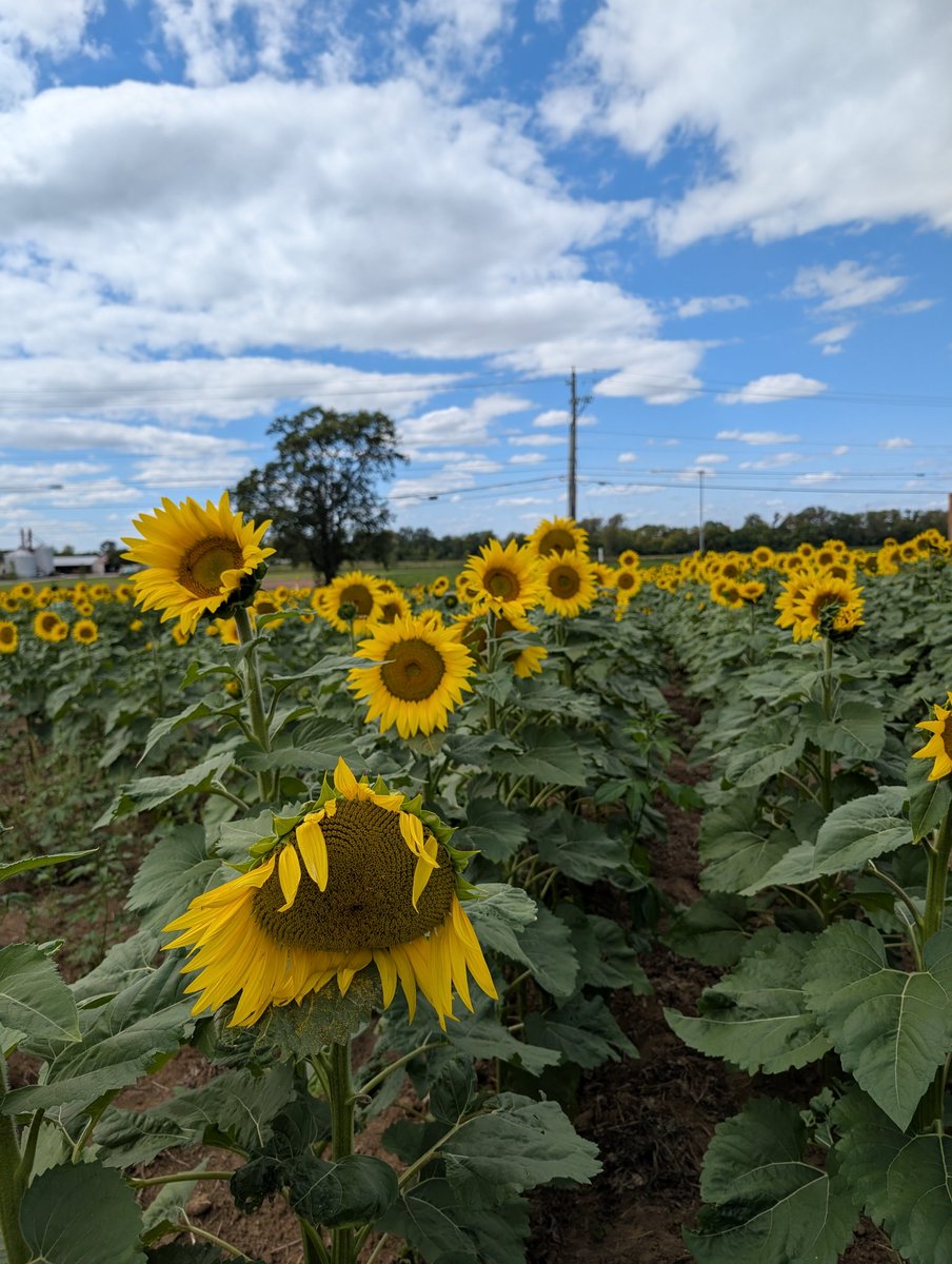 Found ourselves in a field of 🌻