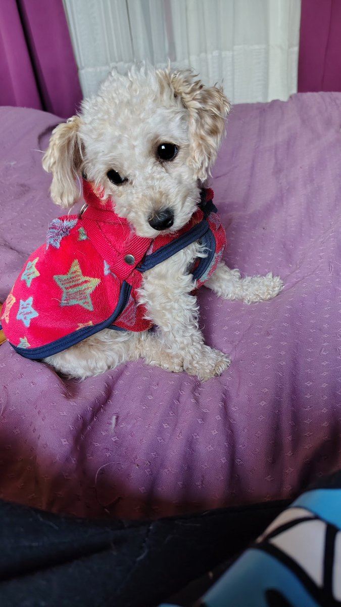 Melisabp22's tweet photo. @twaniimals Miel, un gusto https://t.co/tBvhFPmzyF