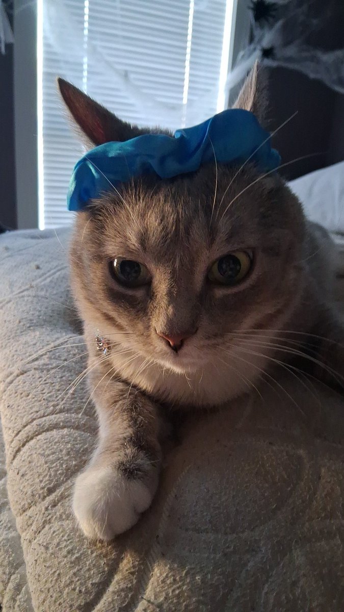 fatbinguscat's tweet photo. I did her hair https://t.co/hYLWv2BknH
