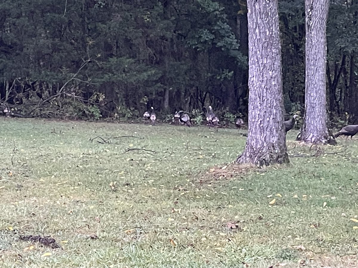 Ericferrell tweet media