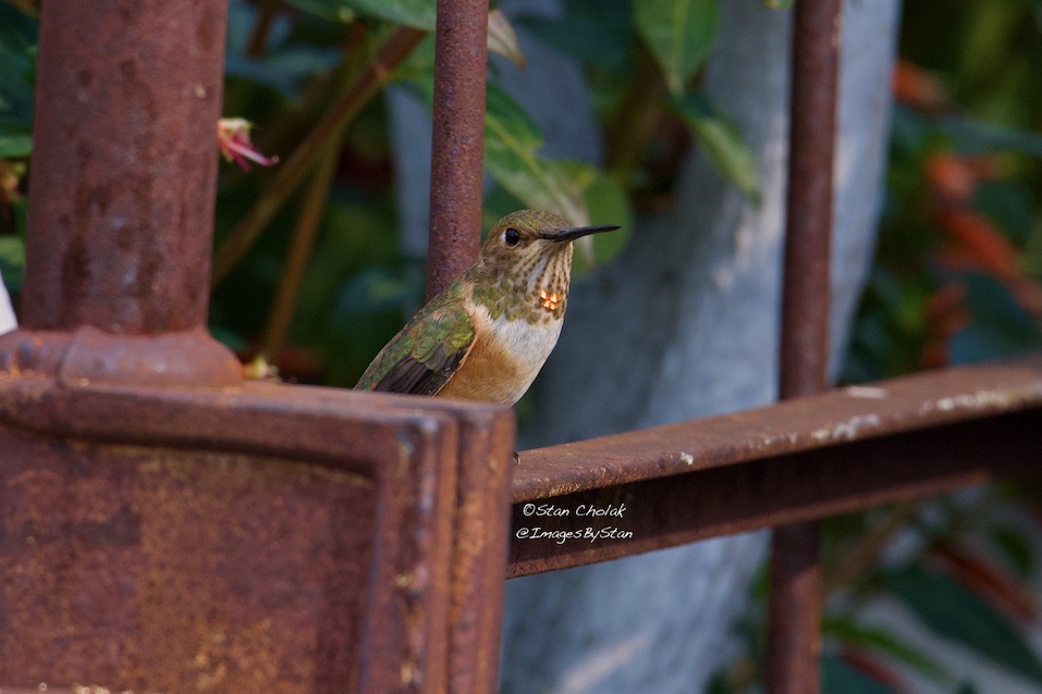 This #Rufous #hummingbird  showed up about a week ago. This shot is from 9/7/25. After the rest left for the season. Summers not over yet. <a href="/HouckisPokisewx/">Brandon Houck ⚡️</a>  <a href="/mikesobel/">Mike Sobel</a> <a href="/CiaraYaschuk/">Ciara Yaschuk</a>