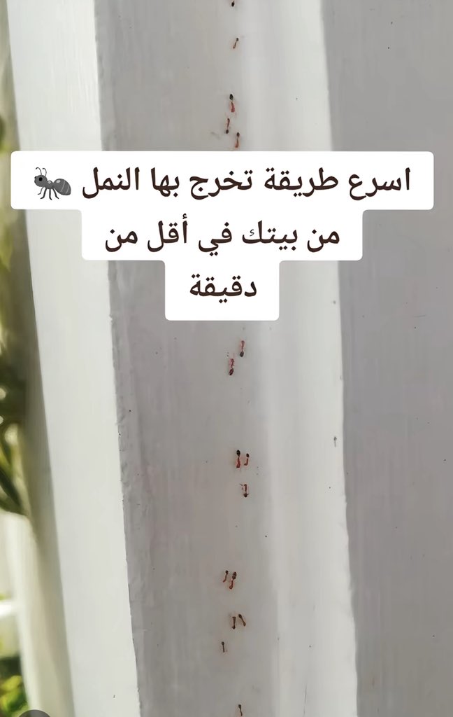 لكل من يعاني من الحشرات في بيته 
جبت لك الحل السحري، اذكروني بدعوة ❤️