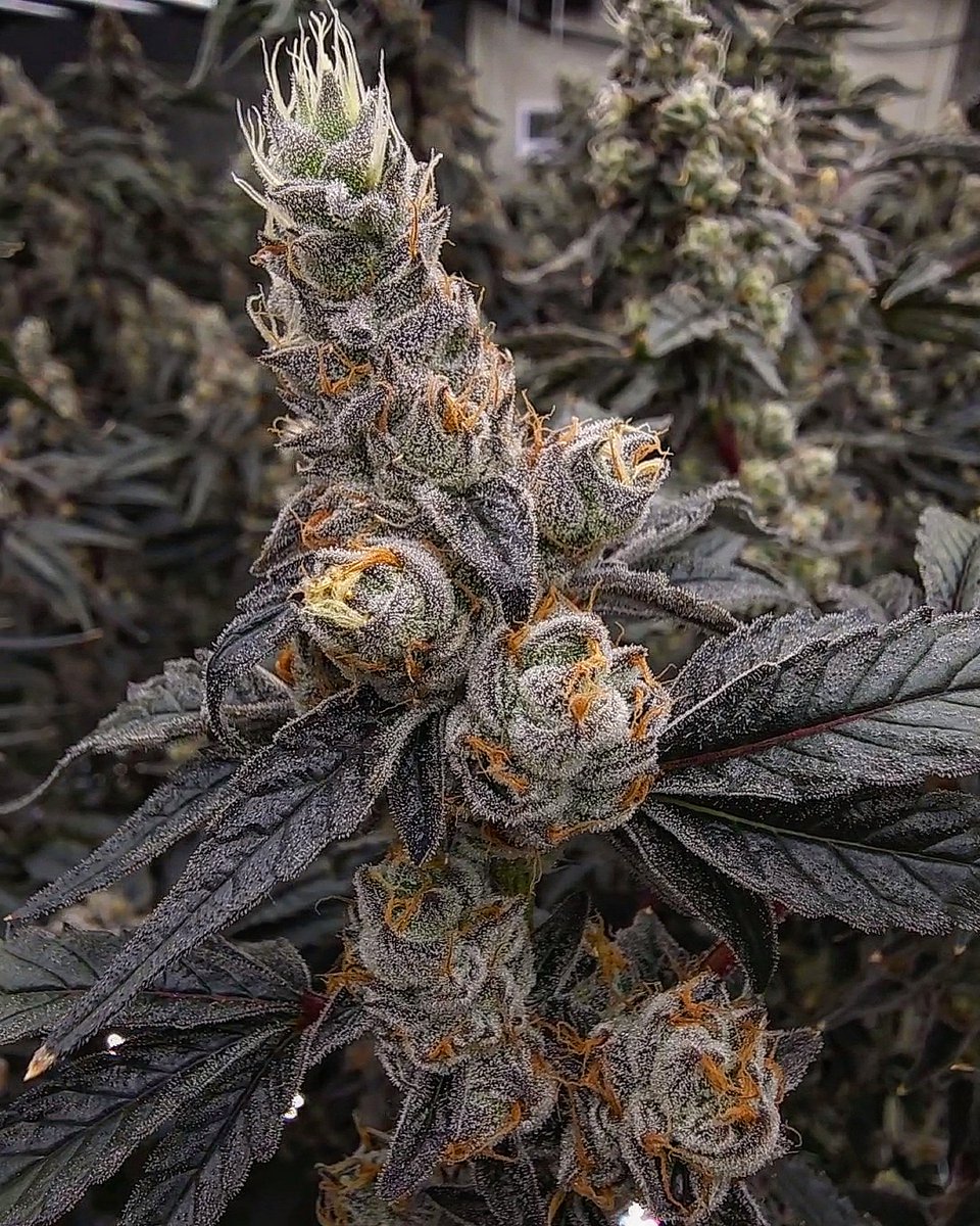 alchemygenetics's tweet photo. This is our 'Caviar'

(Gary Payton x Fish Scale) x Sizzurrp https://t.co/K7ruQbXknA