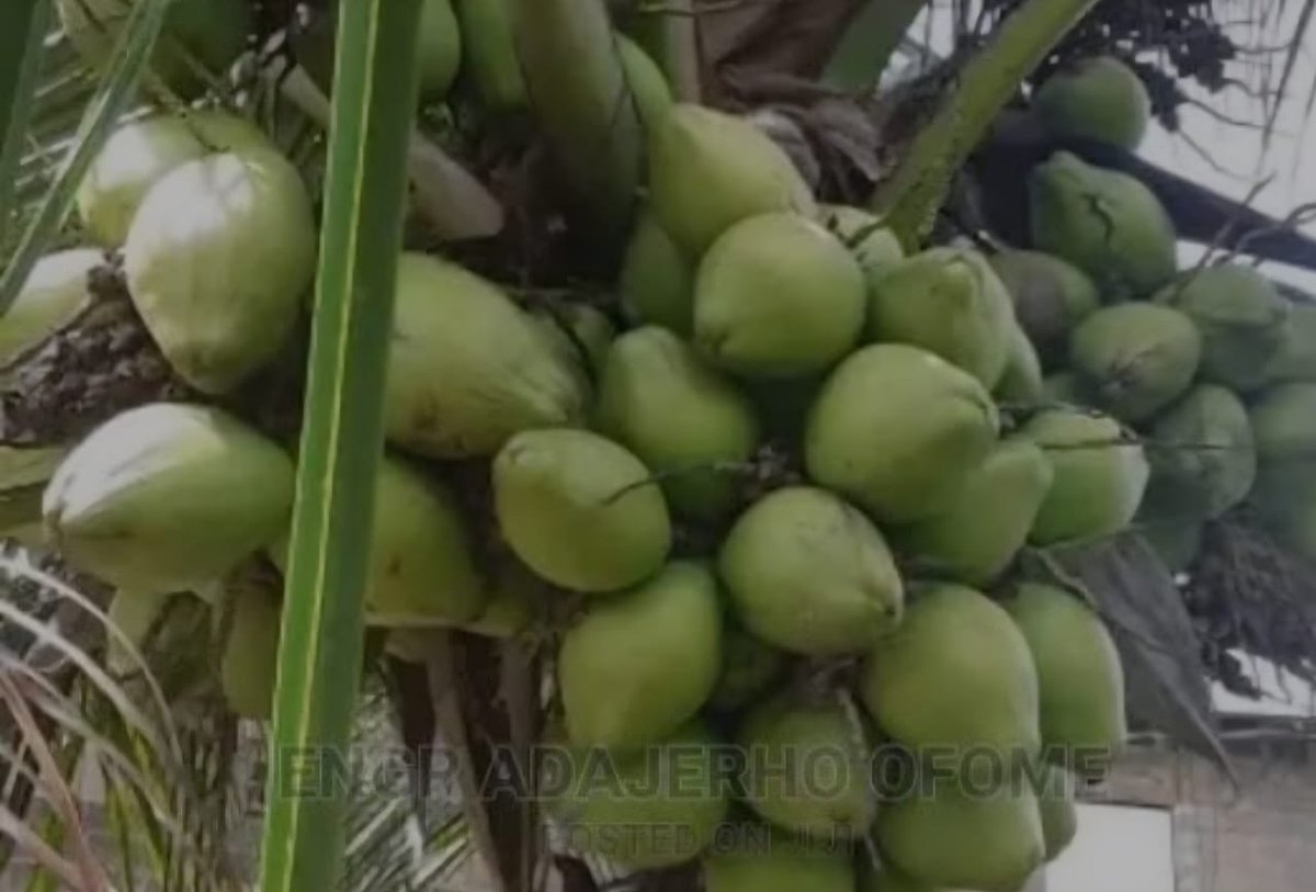 OBIARAERI, Nnaemeka Onyeka. tweet media